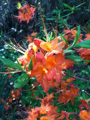 Rhododendron austrinum 'Harrison's Red'