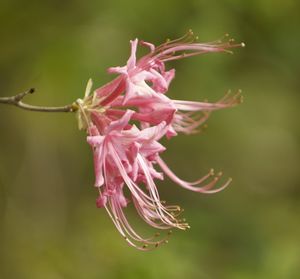 Rhododendron canescens 'Clyo Red'