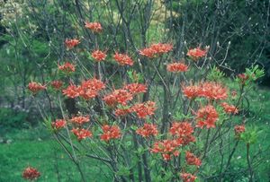 Rhododendron flammeum 'Scarlet Ibis'