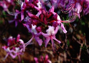 Rhododendron periclymenoides "Purple"