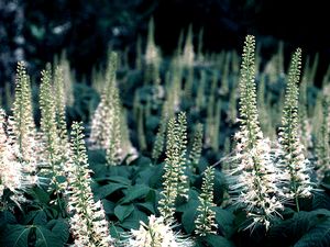 Aesculus parviflora, bottlebrush buckeye, upright white flower spike with red anthers above palmate foliage