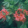Rhododendron 'Pastel #04', native deciduous azalea, cluster of long-tubed pastel flowers with exserted stamens