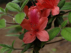 Rhododendron oldhamii