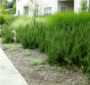 Rosmarinus officinalis 'Collingwood Ingram'
