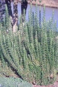 Rosmarinus officinalis 'Miss Jessopp's Upright' rosemary, upright evergreen shrub with needle-like dark green foliage and pale blue flowers