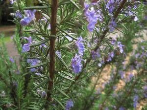 Rosmarinus officinalis 'Tuscan Blue' rosemary, robust upright evergreen shrub with broad dark green needles and deep blue flowers
