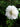 Rubus coronarius