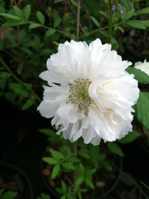 Rubus coronarius, Easter Rose, deciduous shrub with large double white rose-like flowers and fresh green divided foliage