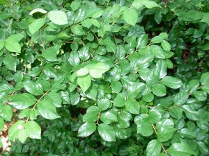 Sageretia theezans