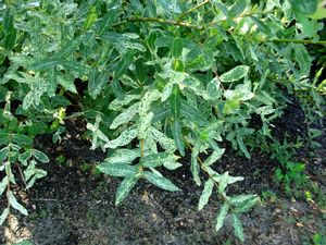 Salix integra 'Hakuro Nishiki' (dappled willow) new foliage mottled pink and creamy white