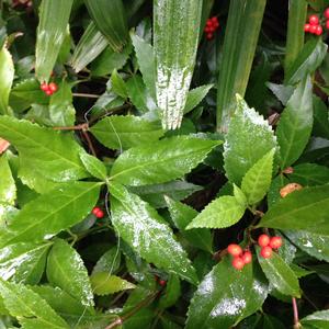 Sarcandra glabra evergreen shade groundcover with red winter berries
