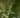 Sarcococca confusa