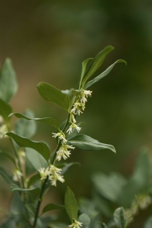 Sarcococca confusa (sweet box) glossy dark evergreen leaves with black berries