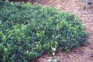 Sarcococca hookerana var. digyna
