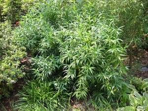 Sarcococca saligna