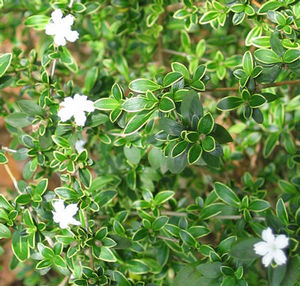 Serissa japonica 'Kowloon', variegated snow rose, cream-edged green leaves with small white star flowers.