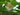Sinocalycanthus sinensis