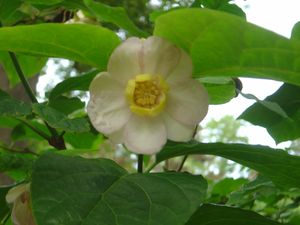 Sinocalycanthus sinensis