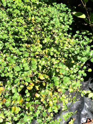 Smilax biflora var. biflora