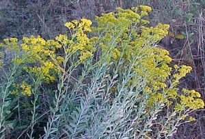 Solidago (Chrysoma) pauciflosculosa