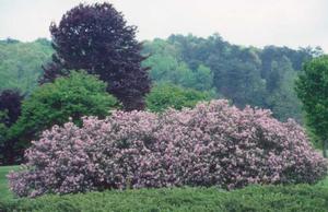 Syringa meyeri 'Palibin', dwarf Korean lilac, rounded shrub with fragrant lavender-pink flower panicles.