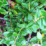 Vaccinium crassifolium native evergreen creeping blueberry