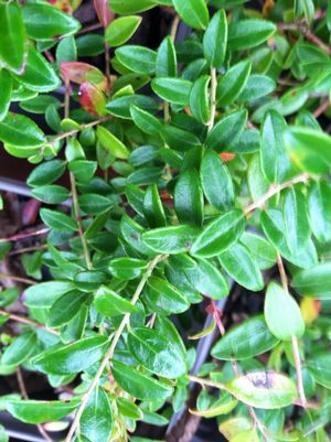 Vaccinium crassifolium 'Well's Delight'