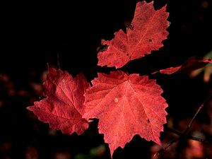Viburnum acerifolium