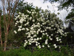 Viburnum macrocephalum