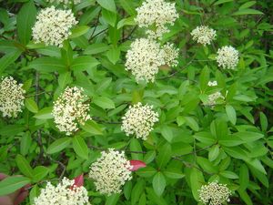 Viburnum nudum var. angustifolium