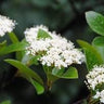 Viburnum nudum Winterthur shrub with berries and foliage