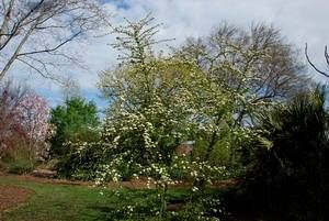 Viburnum obovatum "St. Paul"