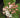 Viburnum utile x "Eskimo"