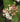 Viburnum utile x "Eskimo"