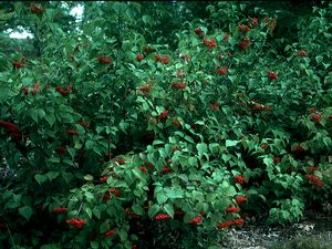 Viburnum wrightii