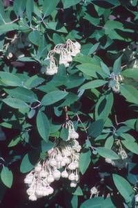 Zenobia pulverulenta 'Woodlanders Blue' | Blue Native Shrub