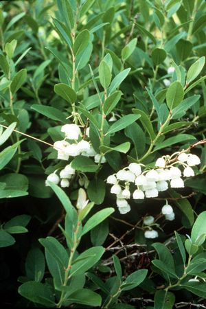 Zenobia pulverulenta (green)