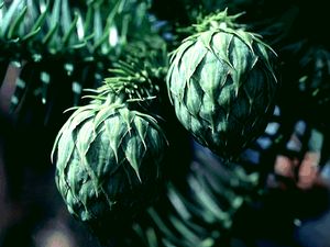 Cunninghamia lanceolata, Chinafir, soft fern-like blue-green needles on a pyramidal evergreen conifer.