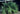 Rhapidophyllum hystrix