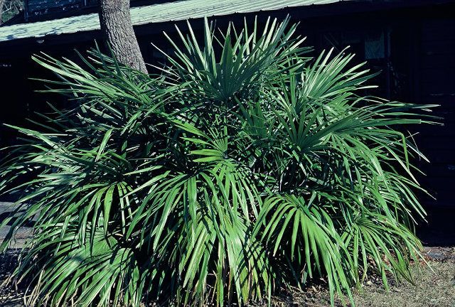 Rhapidophyllum hystrix