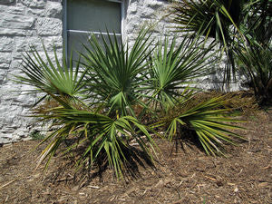 Sabal etonia