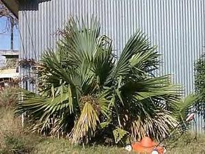 Sabal louisiana (Louisiana Palmetto) broad blue-green fan leaves on a stout trunk-forming palm