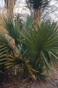 Sabal minor (Dwarf Palmetto) low stemless clump of stiff blue-green fan leaves