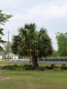Sabal palmetto