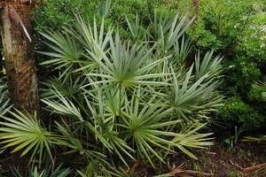 Serenoa repens, saw palmetto, green fan-shaped evergreen leaves with saw-toothed stalks.