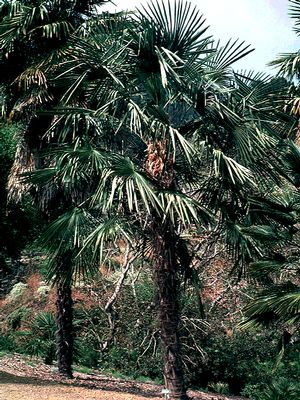 Trachycarpus fortunei