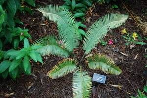 Zamia pumila
