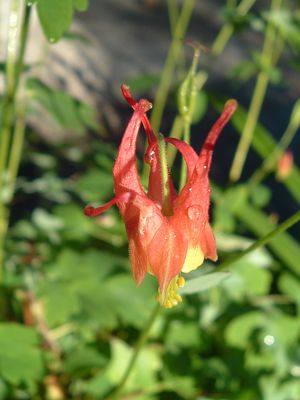 Aquilegia canadensis, eastern red columbine, nodding red-and-yellow spurred flowers over lacy foliage