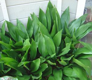 Aspidistra elatior, cast iron plant, broad glossy dark green evergreen leaves