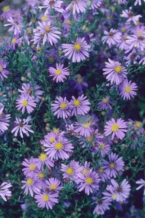 Aster laevis ‘Bluebird’
